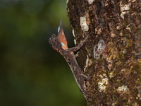 Orange-winged Flying Lizard  - Doi Inthanon NP