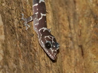 Peters's Bent-toed Gecko  - Bang Lang NP