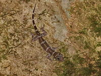 Peters's Bent-toed Gecko  - Bala