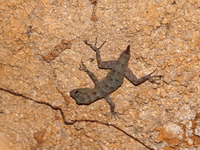 Phang Nga Day Gecko  - Phang Nga