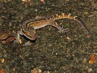 Phetchaburi Bent-toed Gecko  - Baan Maka