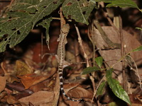 Phetchaburi Bent-toed Gecko  - Kaeng Krachan NP