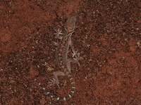 Phetchaburi Bent-toed Gecko  - Kaeng Krachan NP