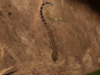 Phetchaburi Bent-toed Gecko  - Kui Buri NP