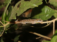 Phetchaburi Bent-toed Gecko  - Kui Buri NP