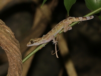 Phetchaburi Bent-toed Gecko  - Khao Nang Panthurat FP