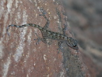 Phitsanulok Gecko - female  - Thung Salaeng Luang NP