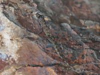 Phitsanulok Gecko - female  - Thung Salaeng Luang NP