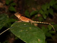 Phuket Spiny Lizard  - Khao Sok NP