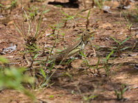 Red-banded Butterfly Lizard  - Surin