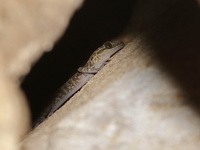 Red-eyed Bent-toed Gecko  - Pang Mapha