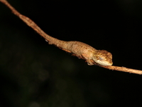 Red-lipped Spiny Lizard - juvenile  - Doi Inthanon NP