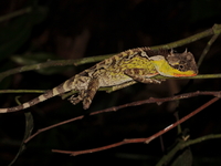 Red-lipped Spiny Lizard - male  - Doi Saket