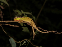 Red-lipped Spiny Lizard - male  - Doi Ang Khang