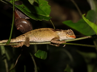 Red-lipped Spiny Lizard - male  - Phu Khiao WS