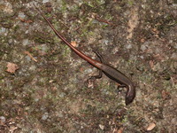 Red-tailed Ground Skink  - Khao Soi Dao WS