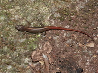 Red-tailed Ground Skink  - Khao Soi Dao WS
