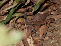 Reeve's Ground Skink  - Khao Luang NP
