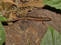 Reeve's Ground Skink  - Mae Wong NP