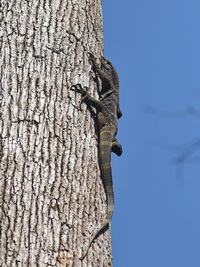 Rough-necked Monitor Lizard  - Kui Buri NP