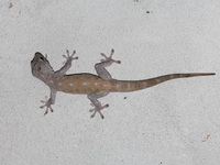 Sandstone Gecko  - Ubon Ratchathani
