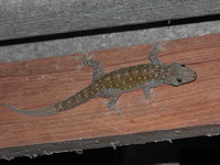 Sandstone Gecko  - Ta Phraya NP