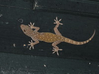 Sandstone Gecko  - Phu Chong Na Yoi NP