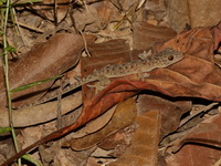 Sandstone Gecko  - Kaeng Tana NP