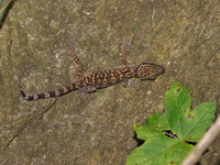 Sanook Bent-toed Gecko  - Sawi