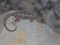 Saraburi Gecko  - Saraburi