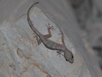 Saraburi Gecko  - Saraburi