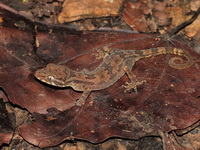 Short-fingered Bent-toed Gecko  - Khao Luang Krung Ching NP