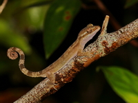 Short-fingered Bent-toed Gecko  - Khao Ramrom
