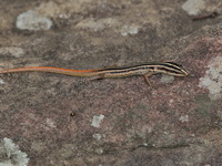 Short-tailed Striped Skink  - Phu Kradueng NP