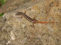 Short-tailed Striped Skink  - Baan Maka