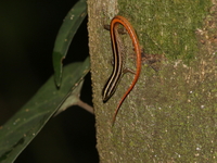Short-tailed Striped Skink  - Khao Yai NP