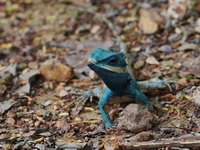 Siamese Blue Crested Lizard  - Wat Tham Pha Pu