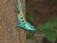 Siamese Blue Crested Lizard  - Nam Tok Tat Ton NP