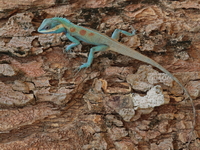 Siamese Blue Crested Lizard  - Huay Kha Kaeng WS