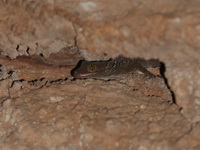 Siamese Gecko  - Saraburi