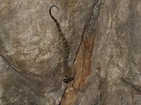 Siamese Gecko  - Muak Lek