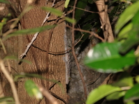 Siamese Gecko  - Saraburi