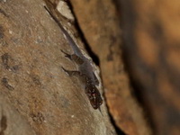 Slender-tailed Four-clawed Gecko  - Kaeng Krachan NP