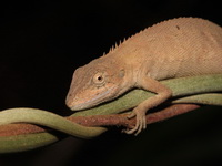 Small-scaled Long-headed Lizard  - Doi Ang Khang