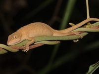 Small-scaled Long-headed Lizard  - Doi Ang Khang