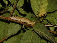 Small-scaled Long-headed Lizard  - Doi Inthanon NP