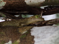Smith's Giant Gecko  - Khao Pu Khao Ya NP