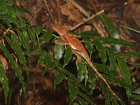 Southern Spiny Lizard  - Khao Ramrom
