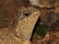 Southern Spiny Lizard  - Krabi