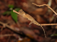 Southern Spiny Lizard  - Khao Luang Krung Ching NP